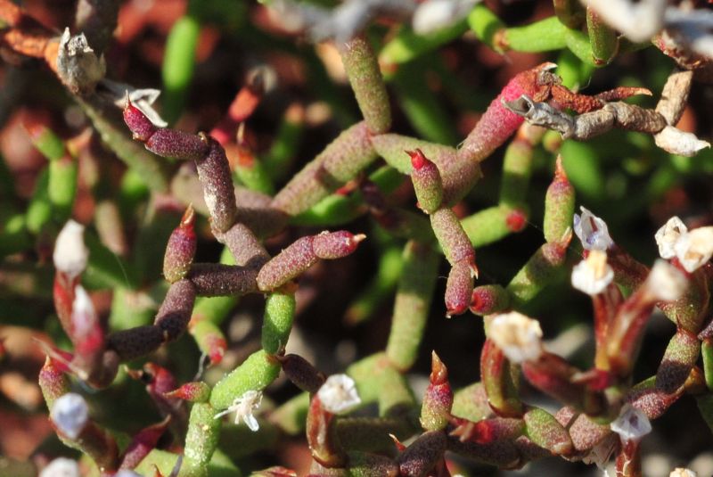 Limonium contortirameum